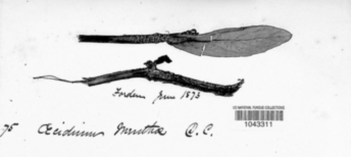 Aecidium menthae image